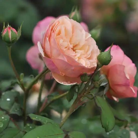 Rosa Eveline Wild™ - galben - trandafir nostalgic